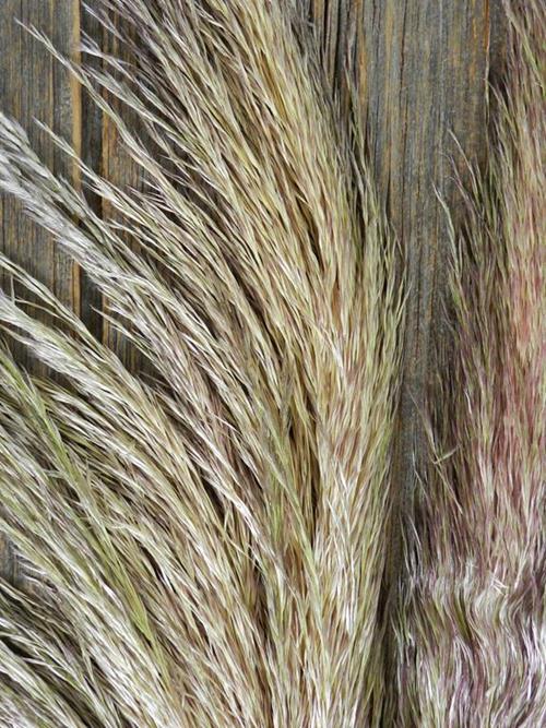 PAMPAS GRASS